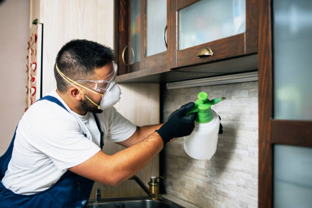 Wasp Removal Services in Pecan Plantation, TX