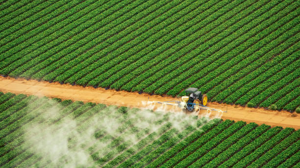 Best Pest Removal Services  in Pecan Plantation, TX
