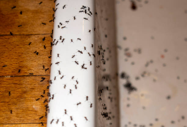 Best Exterminator Services  in Pecan Plantation, TX